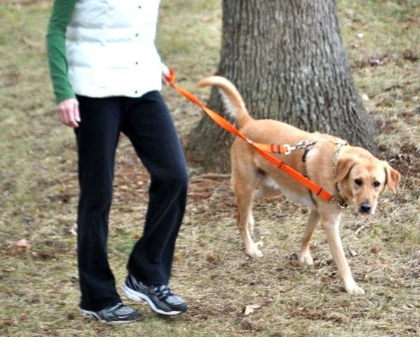 Dual walker dog on sale leash